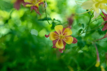 Red and Yellow Columbine 