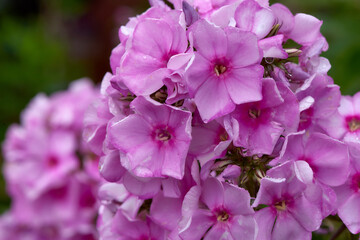 Fototapeta premium Bright forest flowers growing in nature