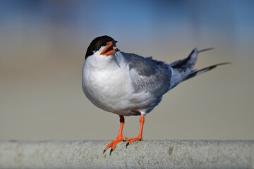 Forester's Tern - Sterna forsteri