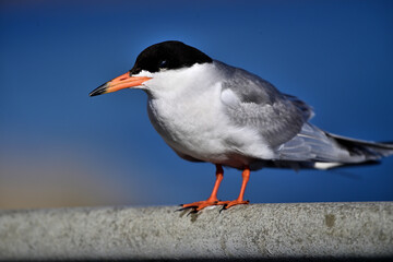 Forester's Tern - Sterna forsteri