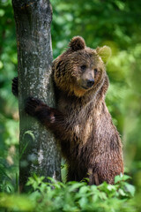 Obraz na płótnie Canvas Wild Brown Bear leans against a tree in the summer forest. Animal in natural habitat. Wildlife scene