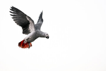 African gray parrot flying on a white background.