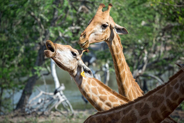  giraffe is resting in a natural forest.