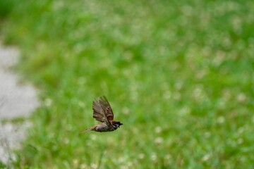 sparrow in the forest