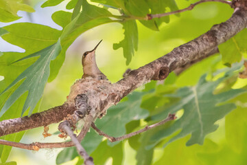 Close-up Of a Hummingbird sitting In Nest	