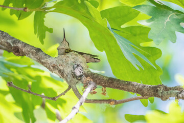 Close-up Of a Hummingbird sitting In Nest	