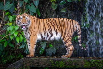 Fototapeta na wymiar Asian tiger resting in natural forests.