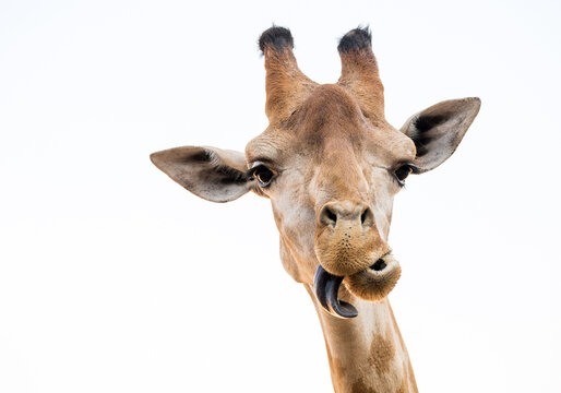 giraffe face with tongue on white background.