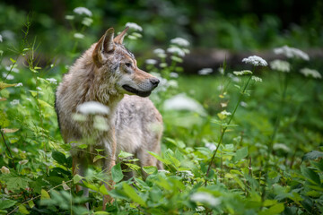 Wolf in summer forest. Wildlife scene from nature