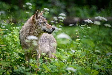 Schilderijen op glas Wolf in summer forest. Wildlife scene from nature © byrdyak
