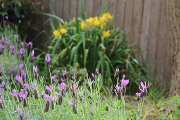 Lavender flowers in a springtime garden.