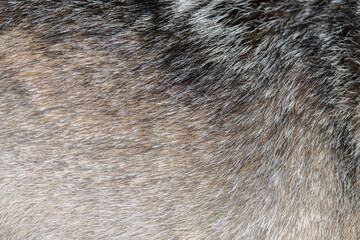 Closeup real wolf skin texture. Animal fur background texture image background