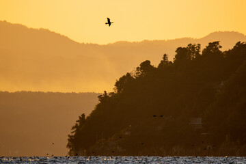 風景素材　冬の琵琶湖の黄昏時の水鳥