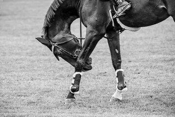 Horse Jumping, Equestrian Sports, Show Jumping themed photo.