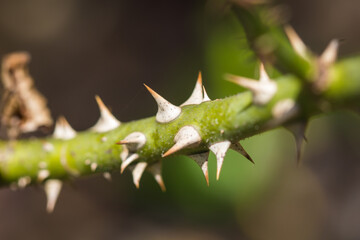 Rose thorn