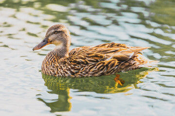 duck on the water