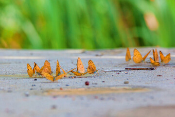 Fototapeta na wymiar The butterflies on the ground in the forest