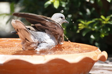 pigeon on the wall