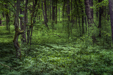 Rozległy zielony las