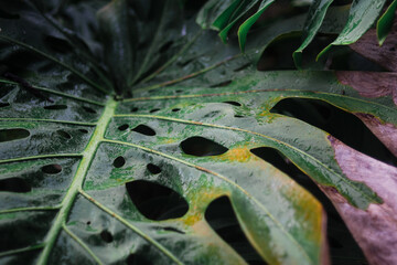 Tropical Rainforest Leaf