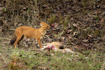 Indian Wild Dog aka Dhole