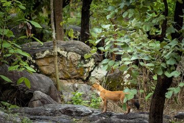 Indian Wild Dog aka Dhole