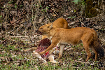 Indian Wild Dog aka Dhole