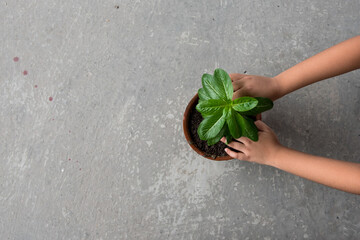 Hands of a boy planting a plant in an earthen pot. Close up.