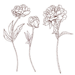 Flowers with stems sketch, blooming peonies line art, black botanica, vintage florals illustration