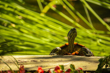 Big turtle in water of tropical pond in Thailand.
