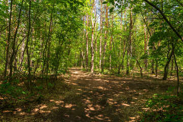 Pine island in a deciduous forest