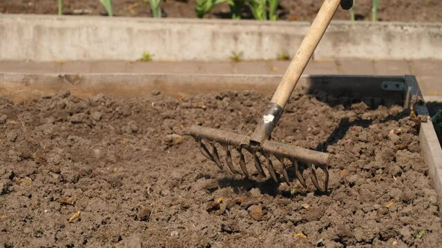 The grower or farmer loosens the soil