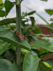 butterfly on a leaf