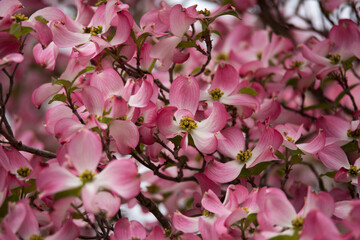 Beautiful, vibrant pink dogwood blossoms in springtime

