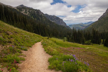 Obraz premium Beautiful hiking trail surrounded by wildflowers in Mt. Rainier National Park in Washington state 