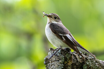 Halsbandschnäpper (Ficedula albicollis) Weibchen