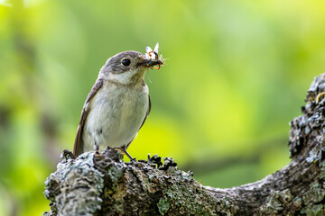 Halsbandschnäpper (Ficedula albicollis) Weibchen
