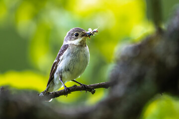 Halsbandschnäpper (Ficedula albicollis) Weibchen