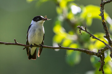 Halsbandschnäpper (Ficedula albicollis) Männchen