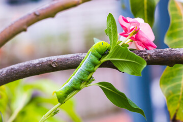 Caterpillar, Big green worm, Giant green worm with white stripes on the side there is a pattern near the header looks like big eyes on the green leaf in the garden background.