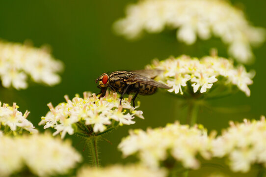 A female flesh fly on flowers of the common hogweed.