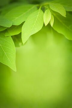 Fresh green leaf nature on blurred greenery background, fresh wallpaper background concept. Nature of green leaf in garden at summer.