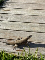 lizard on the stone