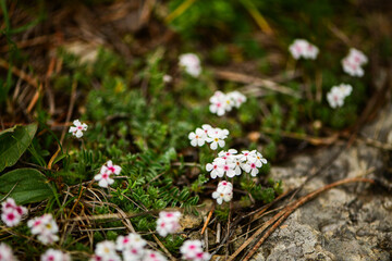 White flowers against the background of fresh sunlit earth Wild flowers