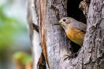 Gartenrotschwanz (Phoenicurus phoenicurus) Weibchen