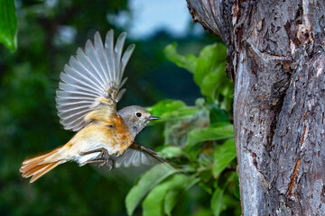 Gartenrotschwanz (Phoenicurus phoenicurus) Weibchen