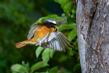 Gartenrotschwanz (Phoenicurus phoenicurus) Männchen