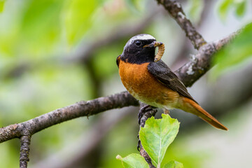 Gartenrotschwanz (Phoenicurus phoenicurus) Männchen