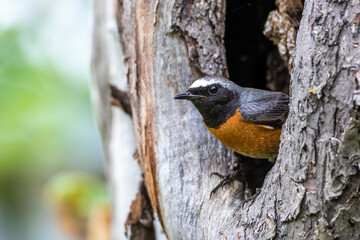 Gartenrotschwanz (Phoenicurus phoenicurus) Männchen