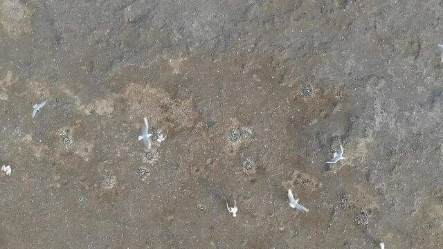 Kalmykia, Lake Manych. Return of a flock of seagulls to their nests. 